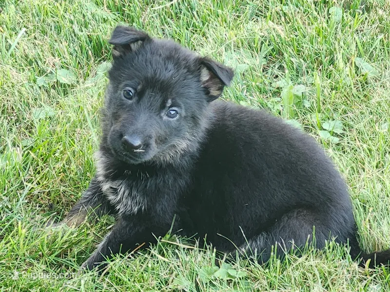 German shepherd. – German Shepherd Dog puppy for sale in Waynesburg, OH