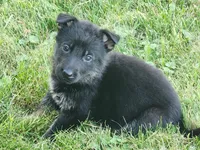 German shepherd., a female German Shepherd Dog for sale in Waynesburg, OH – 1 of 1