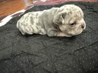 Leo, a male French Bulldog for sale in Waynesburg, OH – 1 of 4