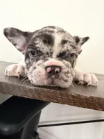 Guero Palma  & El Diddy, a male French Bulldog for sale in San Diego, CA – Photo 2 of 5