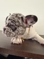 Guero Palma  & El Diddy, a male French Bulldog for sale in San Diego, CA – Photo 5 of 5