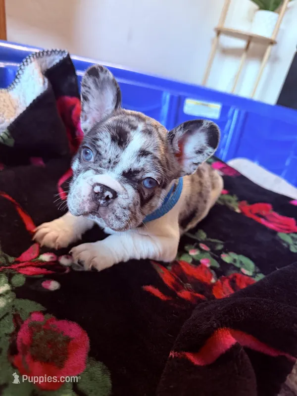 Guero Palma  & El Diddy – French Bulldog puppy for sale in San Diego, CA