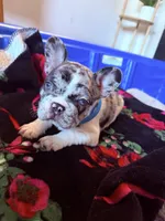 Guero Palma  & El Diddy, a male French Bulldog for sale in San Diego, CA – Photo 1 of 5