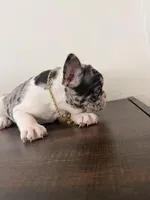 Guero Palma  & El Diddy, a male French Bulldog for sale in San Diego, CA – Photo 4 of 5