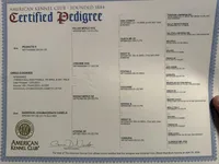 Guero Palma  & El Diddy, a male French Bulldog for sale in San Diego, CA – Photo 3 of 5