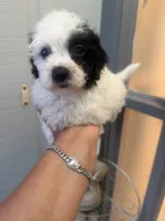 Gia, a female Goldendoodle for sale in Orlando, FL – 1 of 2