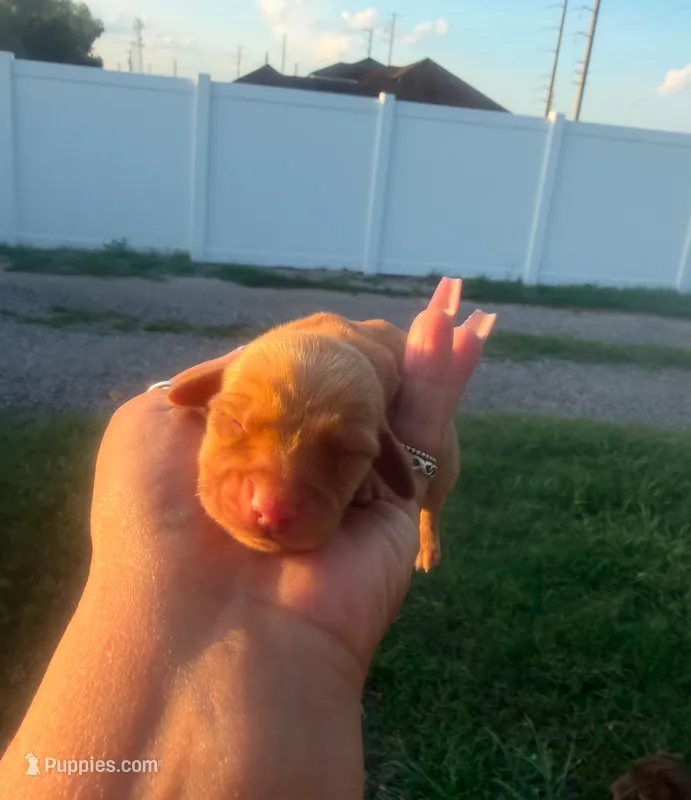 Moana  – Dachshund puppy for sale in Orlando, FL
