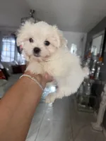 Ivory , a male Maltese for sale in Orlando, FL – 1 of 1