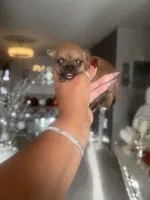 China , a female Chihuahua for sale in Orlando, FL – 2 of 3