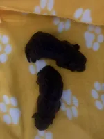 Bruce, a male Poodle - Toy  for sale in Orlando, FL – 2 of 2