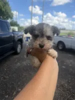Manny, a male Miniature Schnauzer for sale in Orlando, FL – 2 of 2