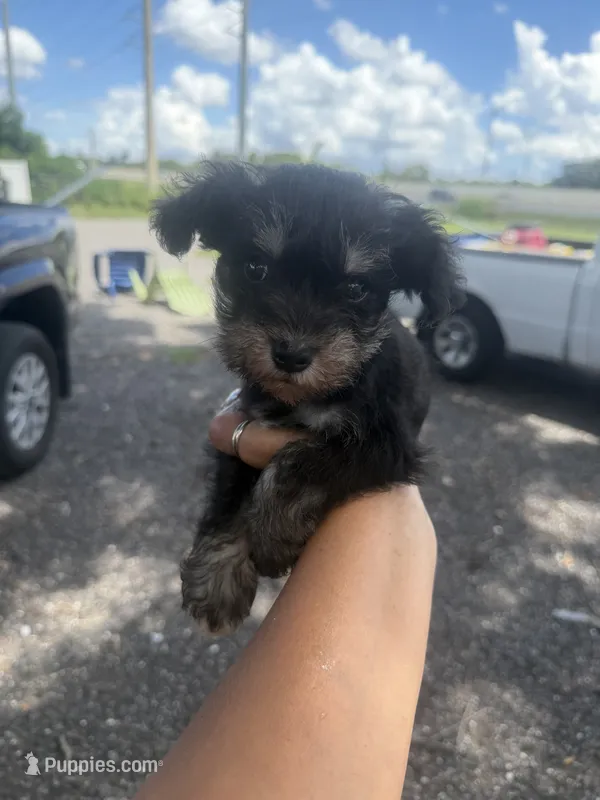 Rina – Miniature Schnauzer puppy for sale in Orlando, FL
