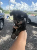 Rina, a female Miniature Schnauzer for sale in Orlando, FL – 1 of 2