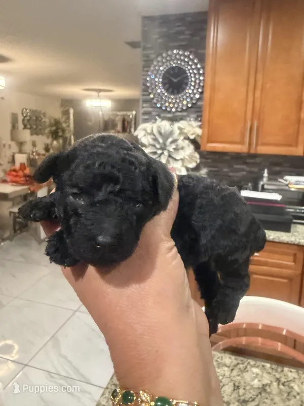 Shadow – Poodle - Toy  puppy for sale in Orlando, FL