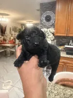 Shadow, a female Poodle - Toy  for sale in Orlando, FL – Photo 2 of 3