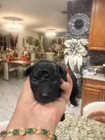 Shadow, a female Poodle - Toy  for sale in Orlando, FL – Photo 3 of 3