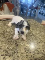Oreo , a male Poodle - Toy  for sale in Orlando, FL – 5 of 6