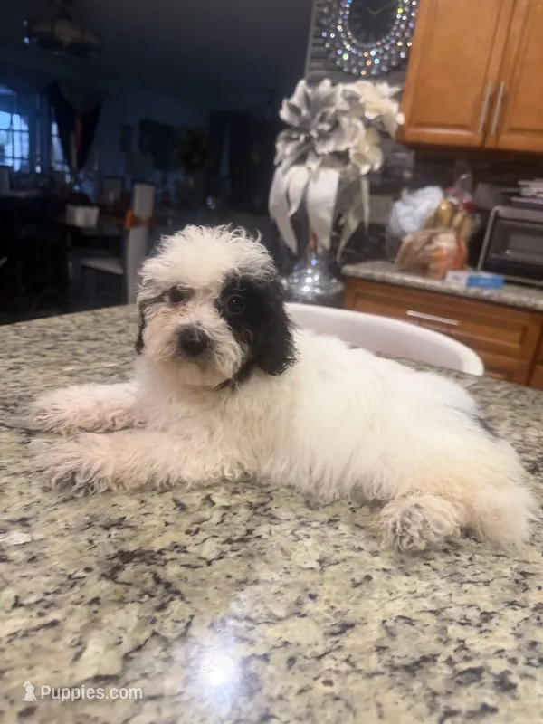 Gia – Goldendoodle puppy for sale in Orlando, FL