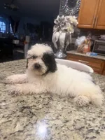 Gia, a female Goldendoodle for sale in Orlando, FL – 1 of 3