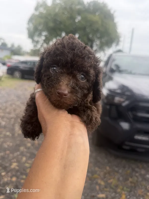 Stacy  – Poodle - Toy  puppy for sale in Orlando, FL