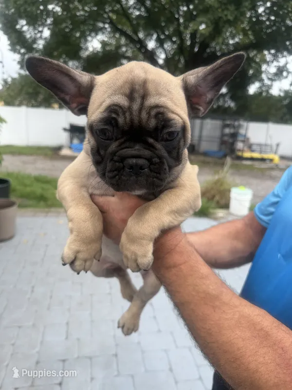 Paulo – French Bulldog puppy for sale in Orlando, FL