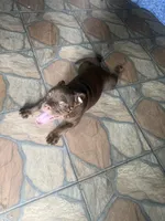 Bella , a female American Bully for sale in Orlando, FL – 6 of 6
