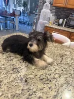 Rosie , a female Miniature Schnauzer for sale in Orlando, FL – 1 of 2