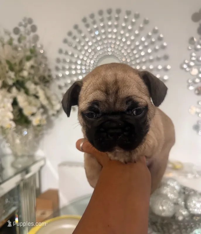 Bengi  – French Bulldog puppy for sale in Orlando, FL