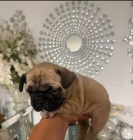 Bengi , a male French Bulldog for sale in Orlando, FL – 2 of 3