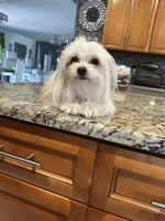 Blanca, a female Maltese for sale in Orlando, FL – 5 of 5