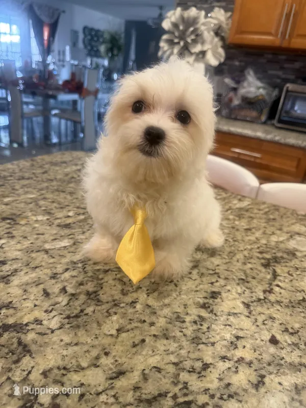 Milo  – Maltese puppy for sale in Orlando, FL
