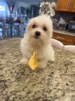 Milo , a male Maltese for sale in Orlando, FL – Photo 1 of 3