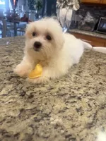 Milo , a male Maltese for sale in Orlando, FL – Photo 3 of 3