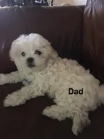 Milo , a male Maltese for sale in Orlando, FL – Photo 3 of 3