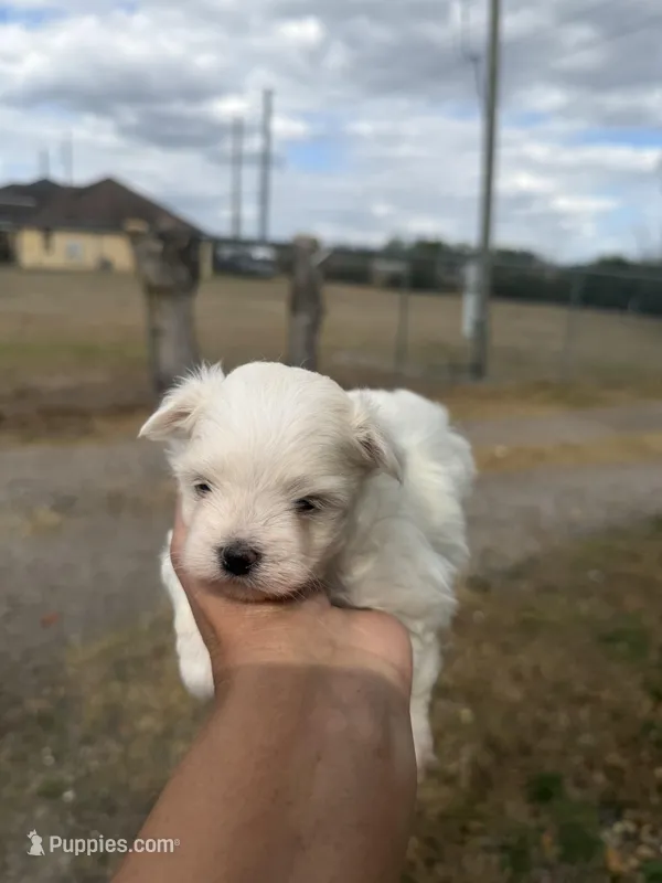 Milo  – Maltese puppy for sale in Orlando, FL
