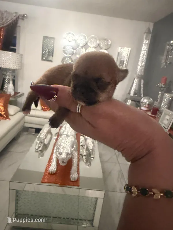 Brownie  – Chihuahua puppy for sale in Orlando, FL