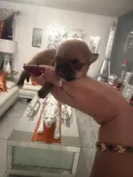 Brownie , a female Chihuahua for sale in Orlando, FL – 1 of 3