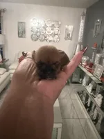 Brownie , a female Chihuahua for sale in Orlando, FL – 2 of 3