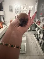 Brownie , a female Chihuahua for sale in Orlando, FL – 3 of 3