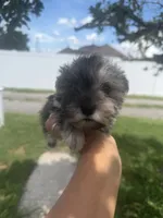 Luke, a male Miniature Schnauzer for sale in Orlando, FL – 3 of 3