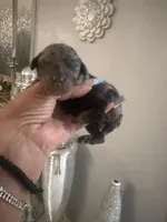 Iris , a female Poodle - Toy  for sale in Orlando, FL – 2 of 2