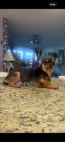 Amber , a female Chihuahua for sale in Orlando, FL – 4 of 4