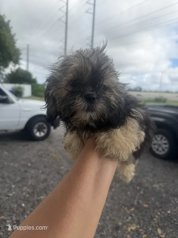 Claire – Shih Tzu puppy for sale in Orlando, FL