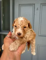 Ace , a male Goldendoodle for sale in Orlando, FL – 4 of 4