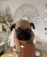 Claire , a female French Bulldog for sale in Orlando, FL – 3 of 3