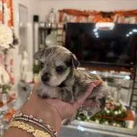 Sydney, a female Miniature Schnauzer for sale in Orlando, FL – Photo 5 of 5