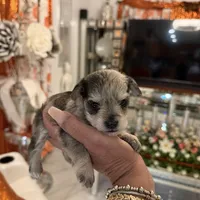 Sydney, a female Miniature Schnauzer for sale in Orlando, FL – Photo 2 of 5