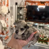 Sydney, a female Miniature Schnauzer for sale in Orlando, FL – Photo 4 of 5