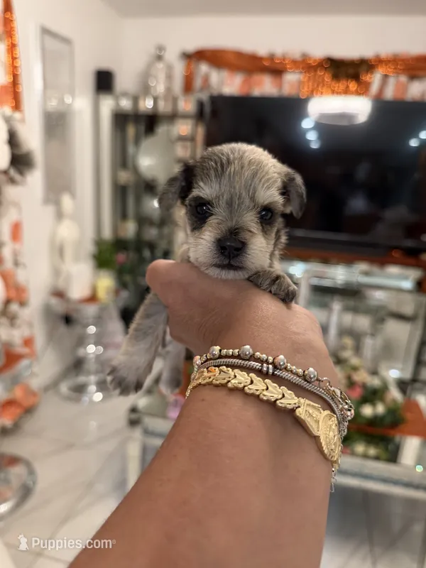 Sydney – Miniature Schnauzer puppy on hold in Orlando, FL