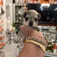 Sydney, a female Miniature Schnauzer for sale in Orlando, FL – Photo 1 of 5
